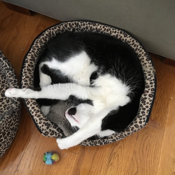 ZORRO SAYS “RELAX” - Picture 14 of 16